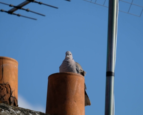 A bird sitting where critters can get into your chimney, on top of the roof.